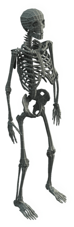 Base Mesh Skeleton - 3d Skeleton Png (900x900)