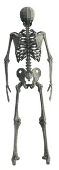 Base Mesh Skeleton - Skeleton Transparent 3d (400x400)