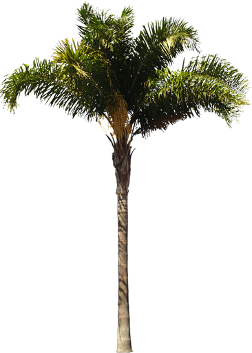 Tod - Arecastrum Romanzoffianum (366x512)