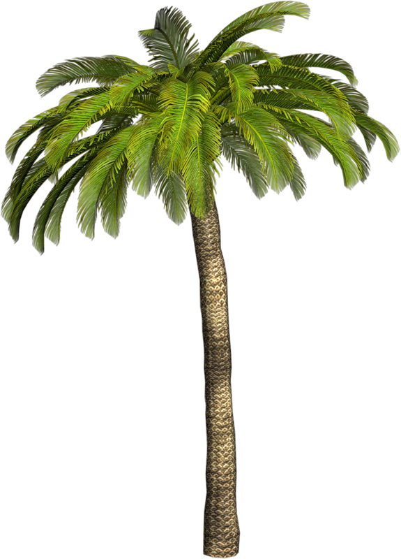 Palm Tree Png (575x800)
