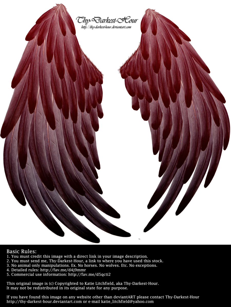 Solace Wings - Parakeet (900x1194)
