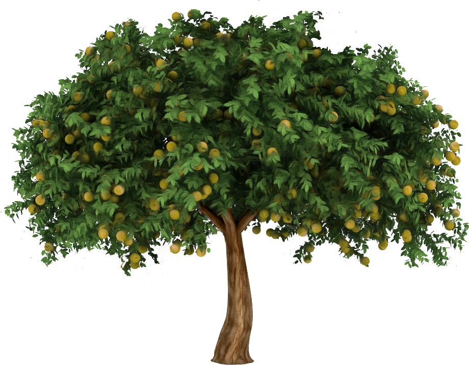 Tree For Architectural Rendering (920x715)
