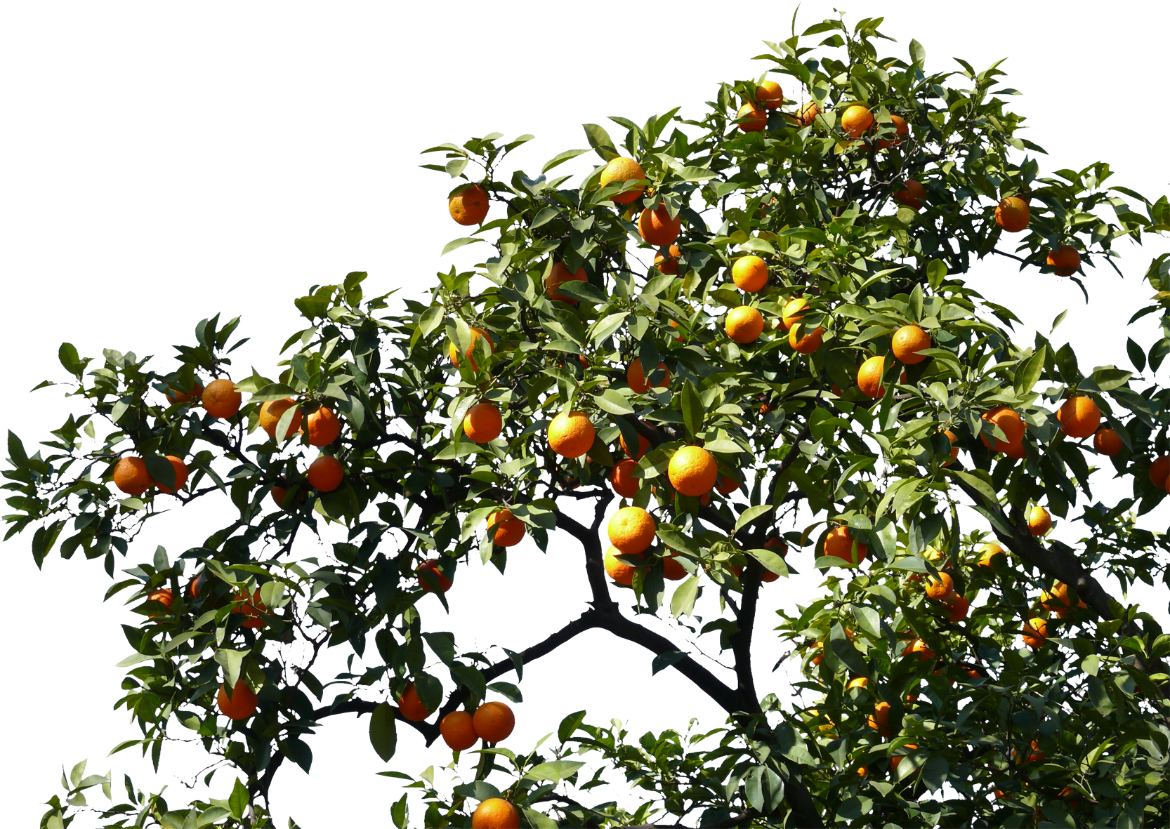 Planos De Mercados (1666x1181)