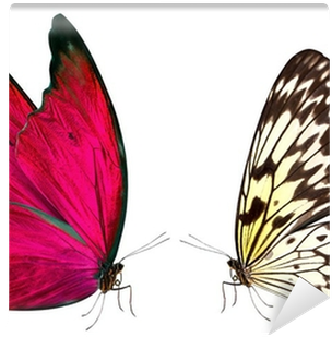 Butterfly (400x400)
