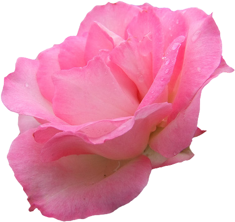 Rosettransparent (486x455)