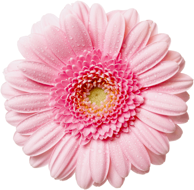 Flower Png (700x687)