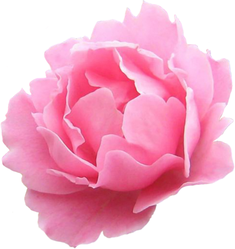 Скачать - Garden Roses (471x500)