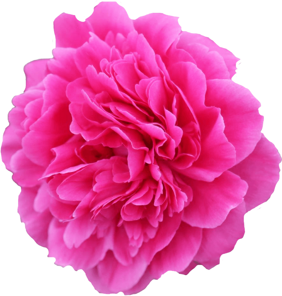 Flower (1500x1000)