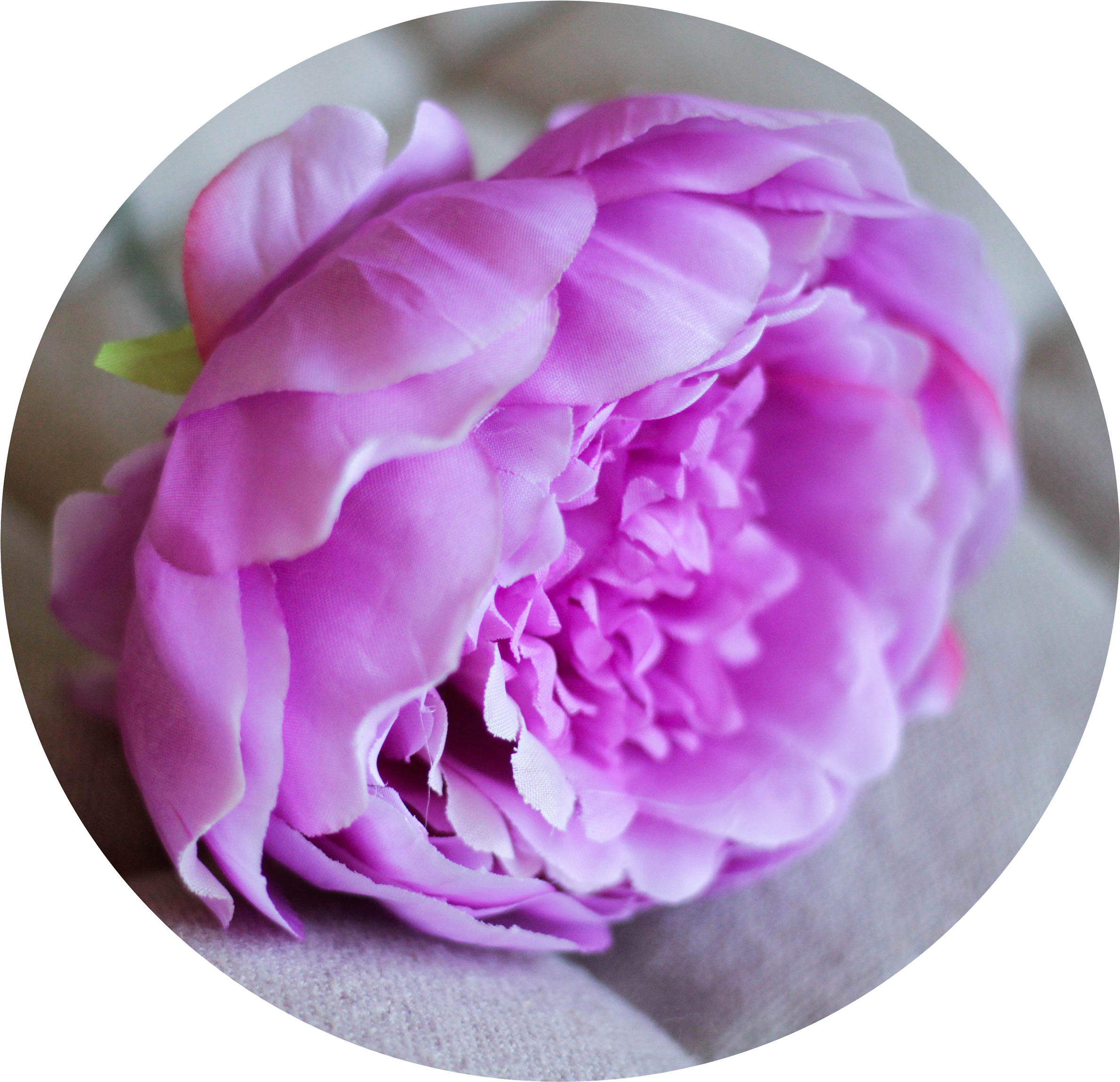 Common Peony (2464x2304)