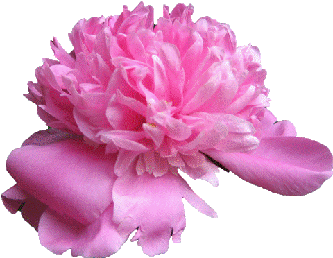 Our Different Series - Carnation (480x372)