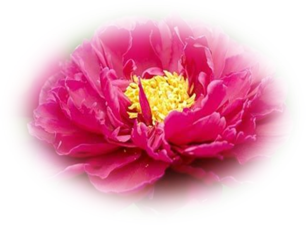 Peonies (600x441)