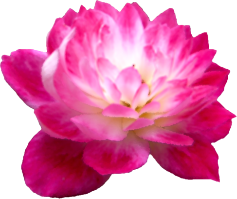 バラの花 - 花 写真 切り抜き 素材 無料 (487x408)