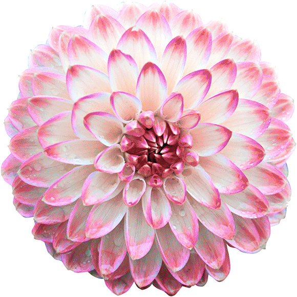 Изображение Для Плейкаста - Dahlia Png (600x599)