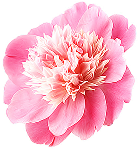 粉色唯美芍药花 - Flower (500x517)