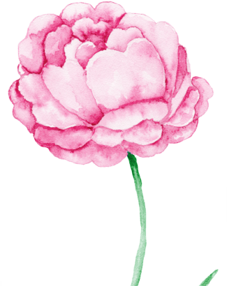 <i>粉</i><i> - Common Peony (324x432)