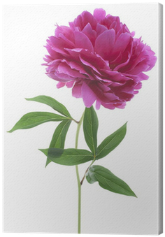 Lovely (400x400)