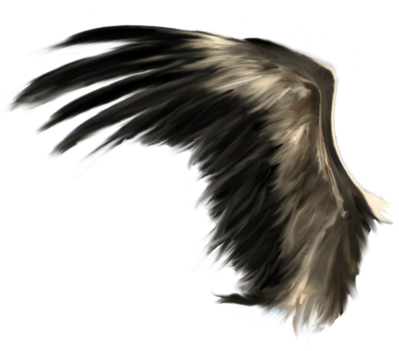 Wings Png (900x900)