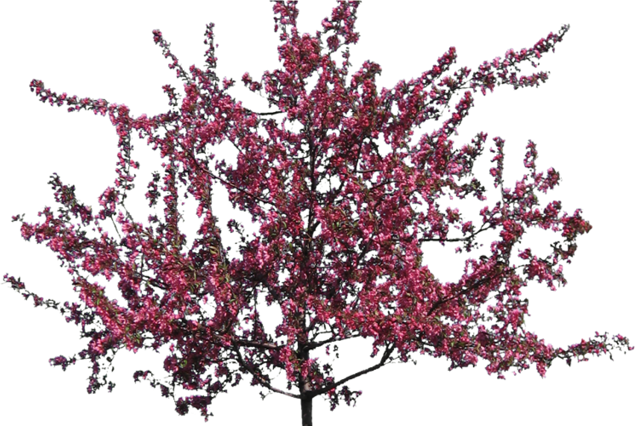 Crab Apple Tree Transparent Background - Crab Apple Tree (1368x855)