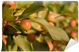 Camu Camu (400x400)