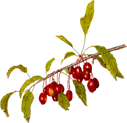 Image 48739 Z Malus Crab Apple - Cherry (404x400)