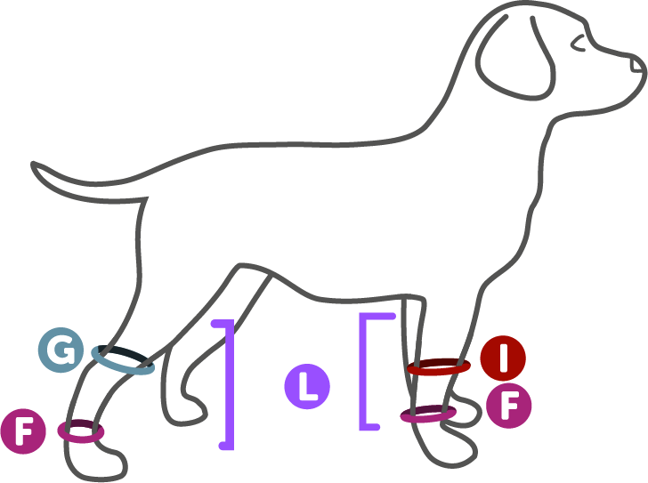 F - Anatomy (728x543)