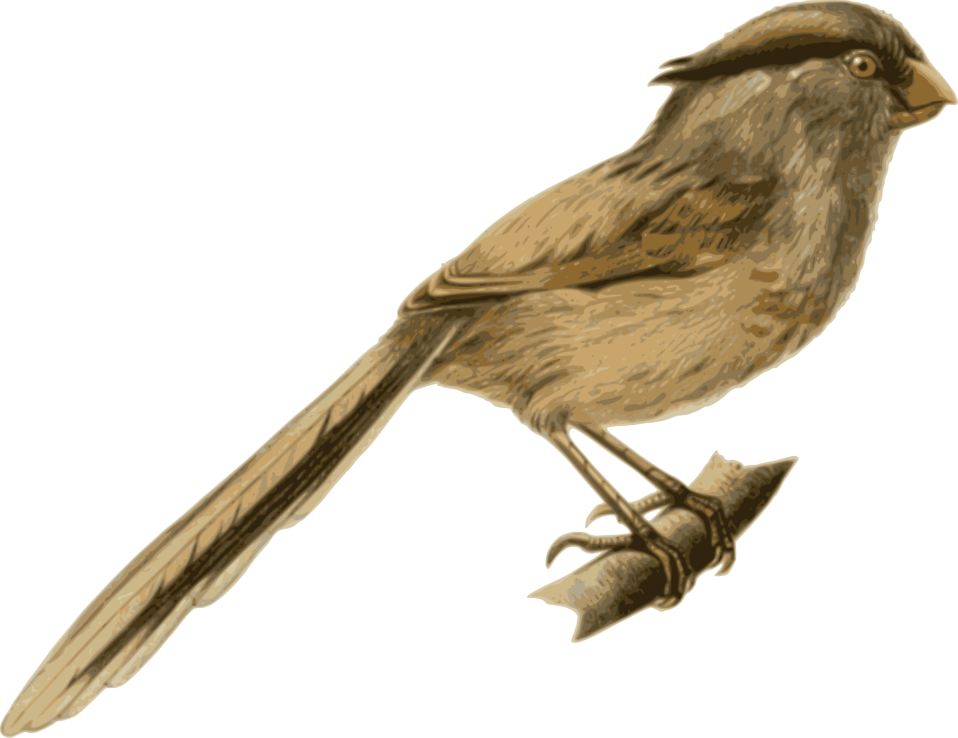 Bird - Bird (958x738)