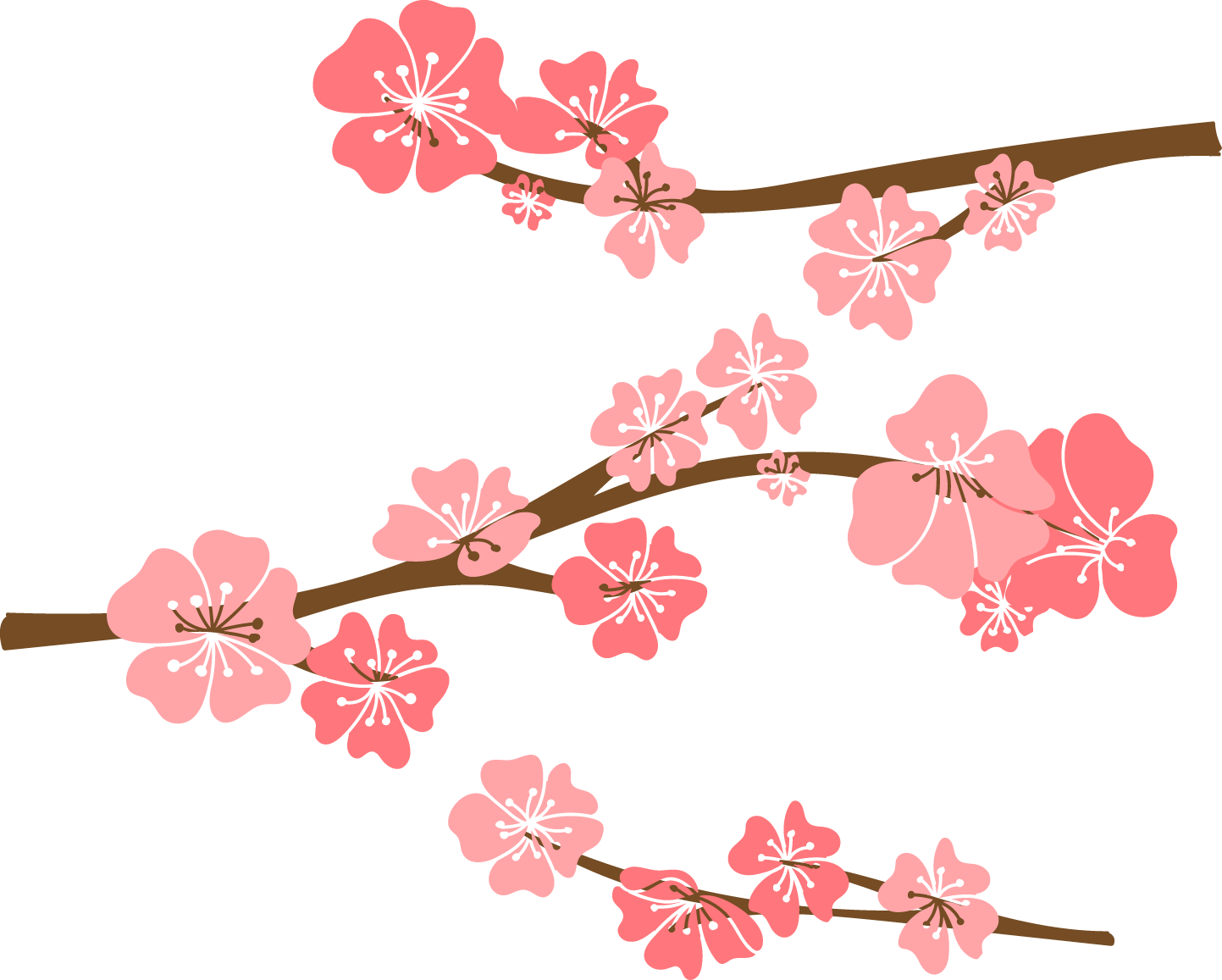 Cherry Blossom Drawing - 手繪 櫻花 (1443x1157)