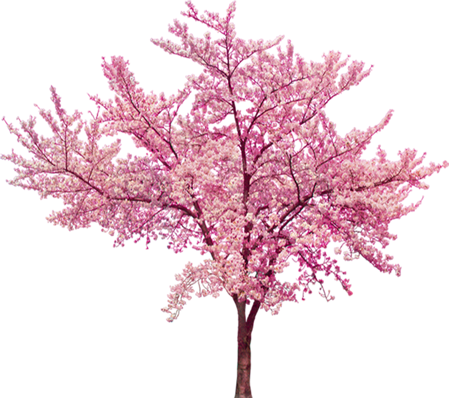 Cherry Blossom Cerasus - Cherry Tree White Background (1500x1300)