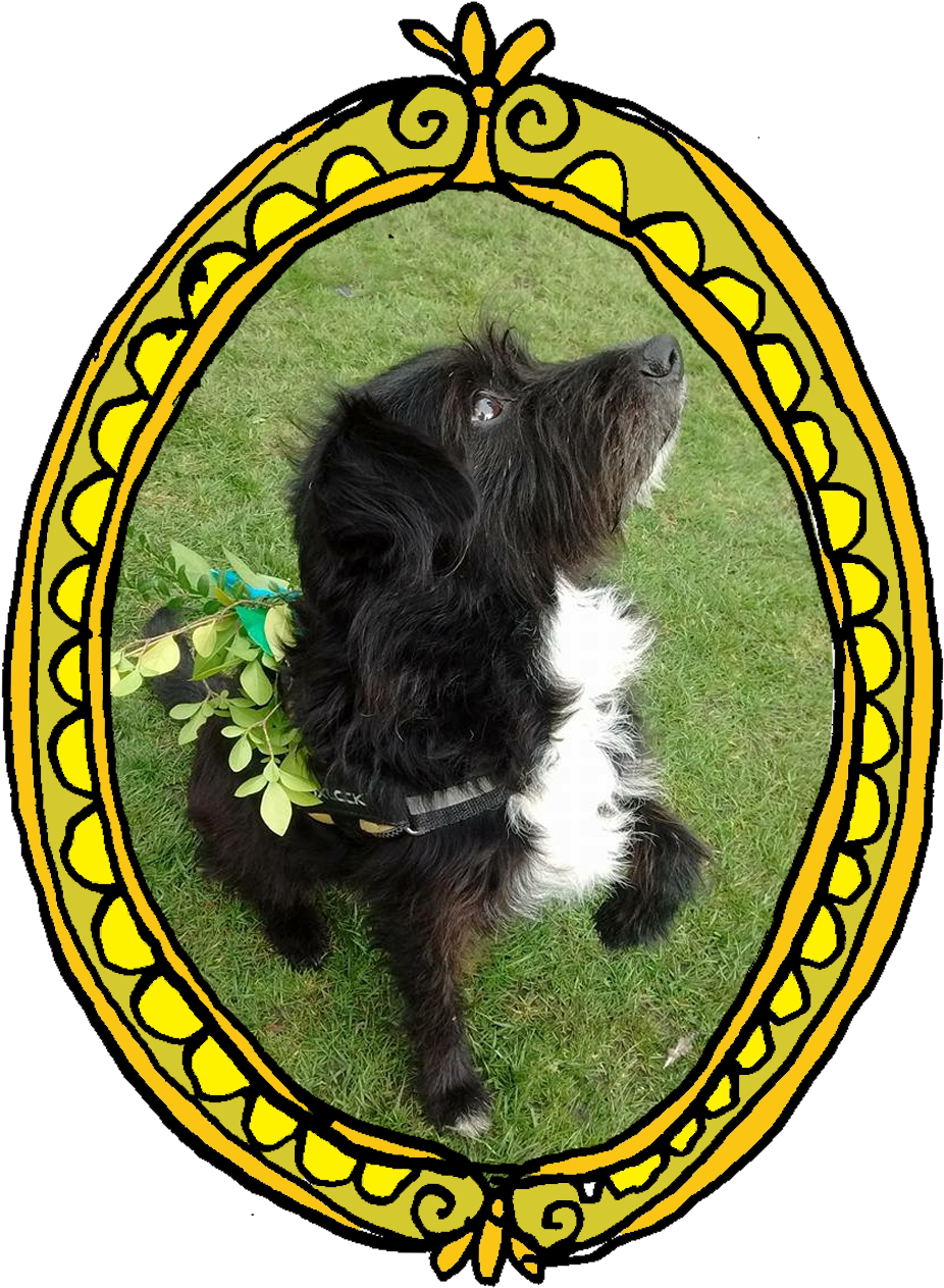 Canine Support - Schnoodle (1240x1748)