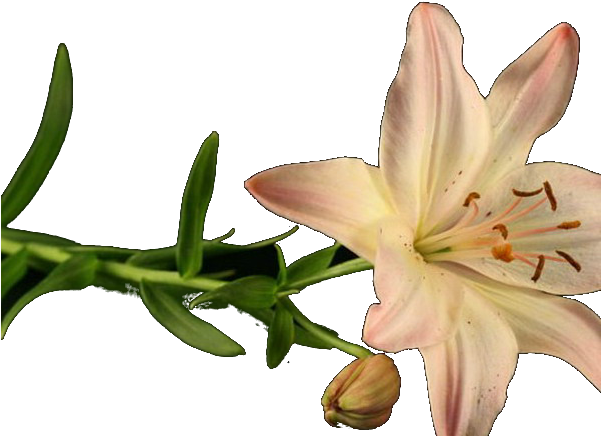 44 - Orange Lily (600x449)