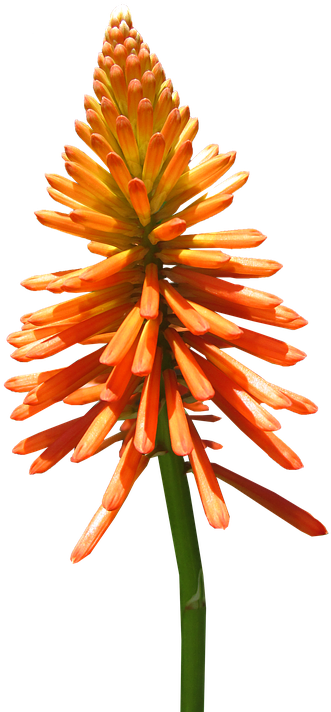 Flora (405x720)
