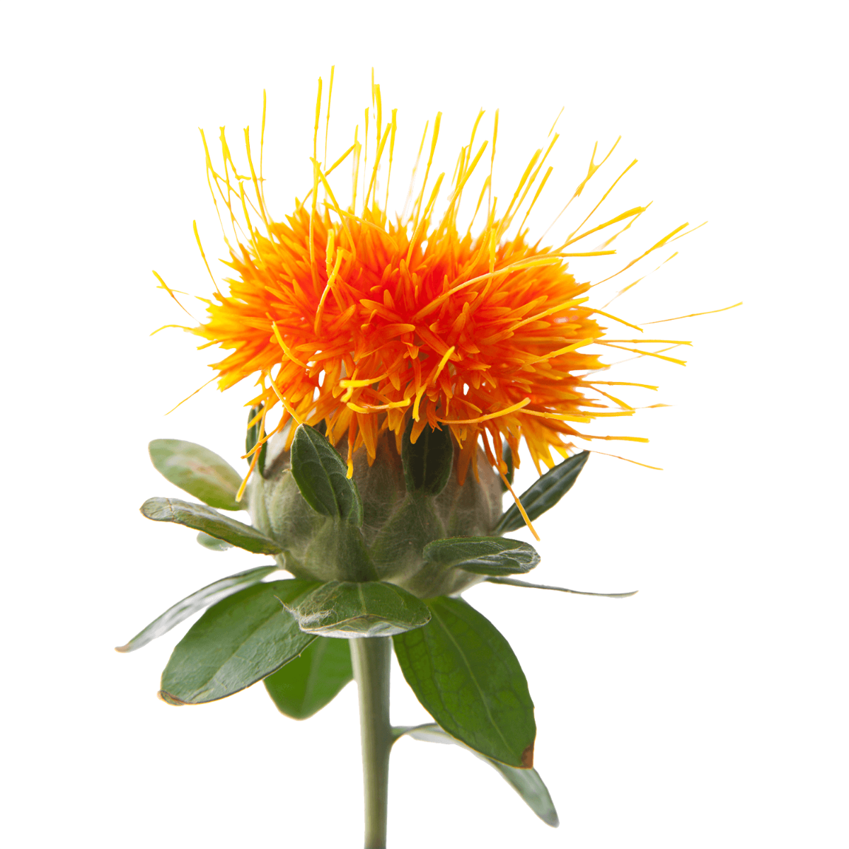 Carthamus Tinctorius (1200x1200)