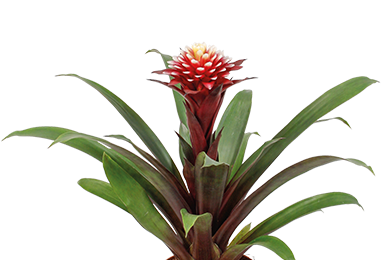 Fortuna Mix - Ananas (400x323)