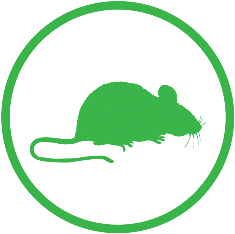 Rats & Mice - Mouse (799x800)