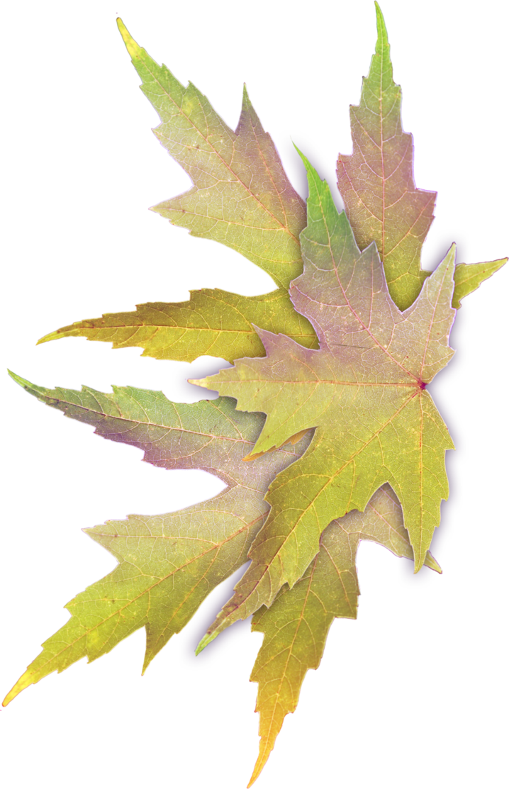 Fairy Leaf Wings - Portable Network Graphics (718x1113)