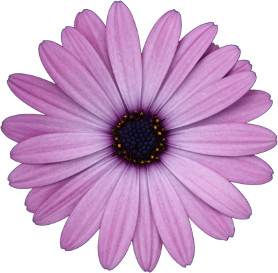 Mainpicture - Flower (400x392)
