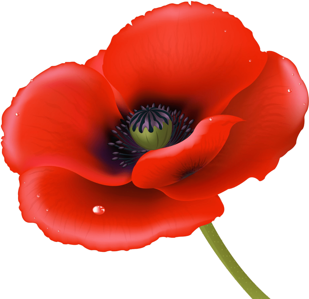 Poppies Red On Red (1202x1200)