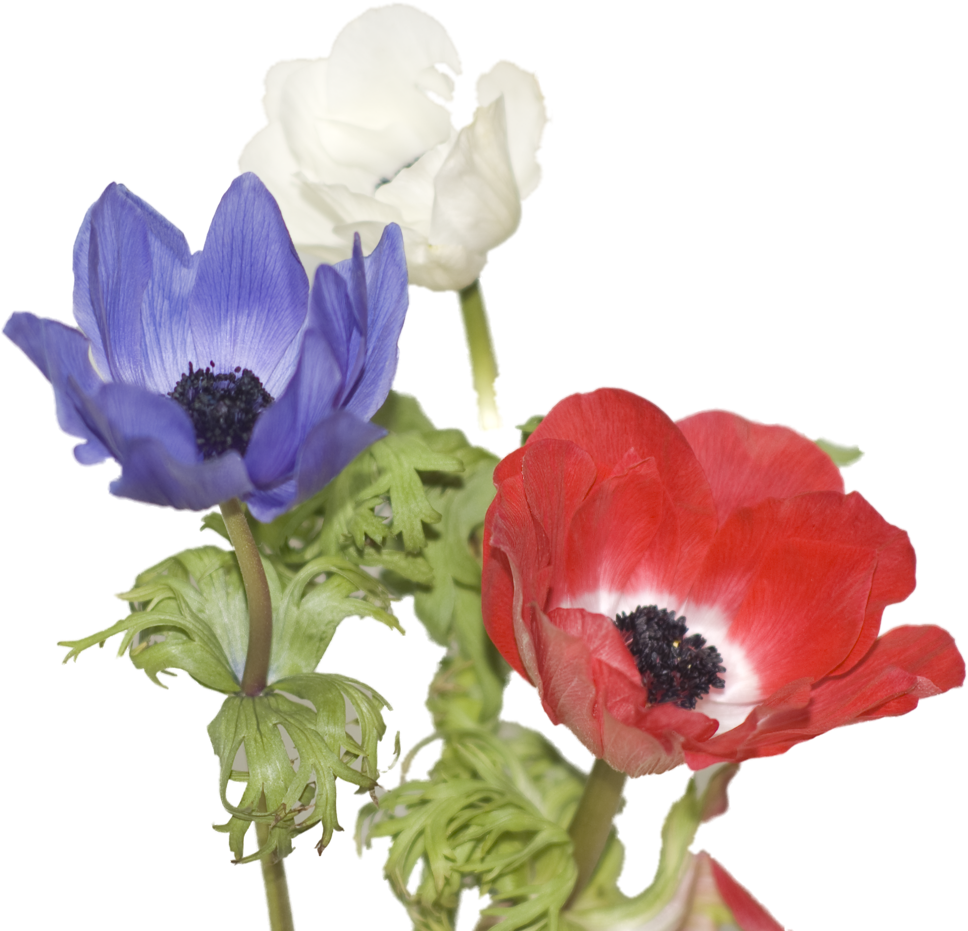 Anemone - Anemone (2163x2000)