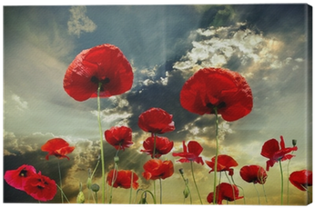 Common Poppy (400x400)