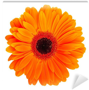Orange Flower White Background (400x400)