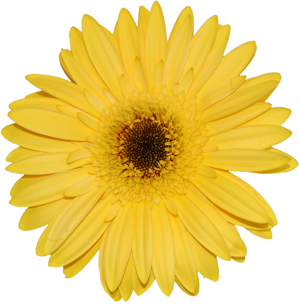 Gerberas - Sunflower White Background (1002x1030)