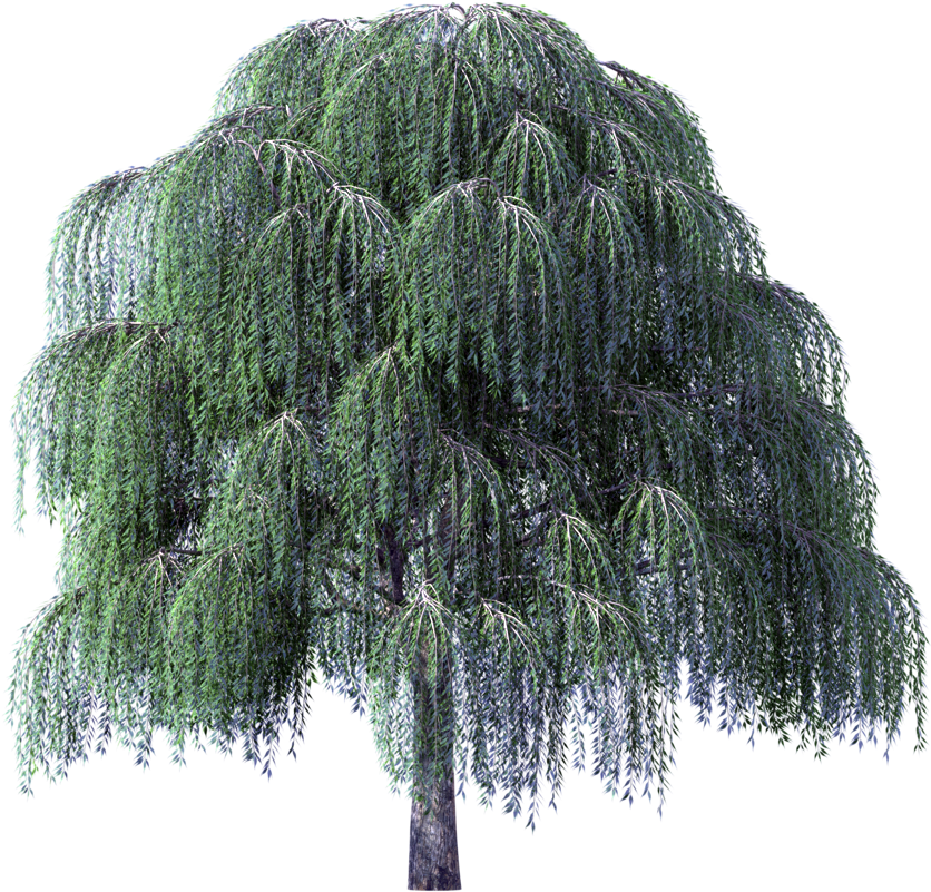 Willow Tree Clipart - Willow Tree Clipart (1024x1024)