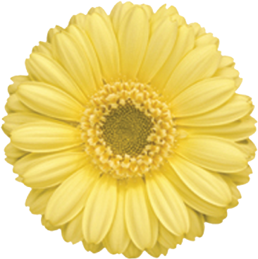 Gerbera - " - Bravia (374x374)