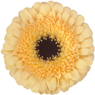 Creamy Caramel Colour - Mandala (448x448)