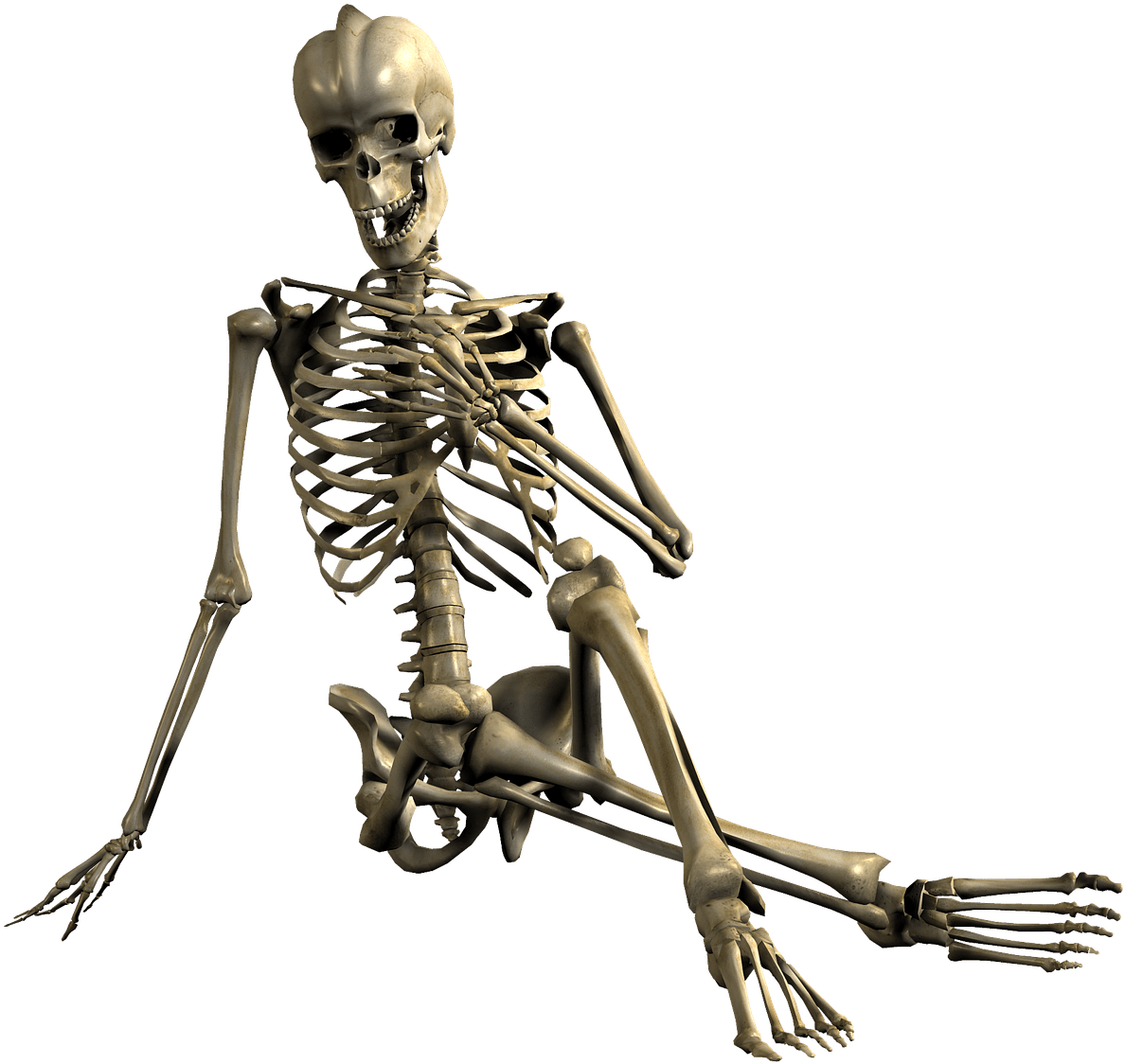 Download - Bones Png (1280x1280)