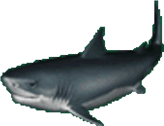 Shark Gif Transparent (500x292)