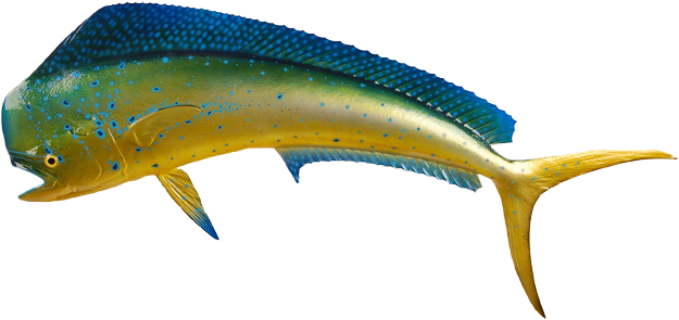 Sailfish (638x303)