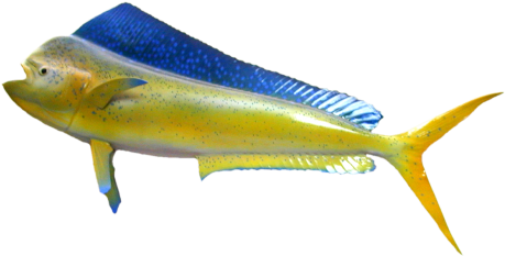 European Pollock (458x458)