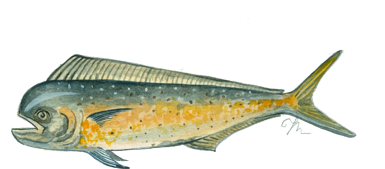 Coryphaena Hippurus - Coryphaena Hippurus Llampuga (1352x594)