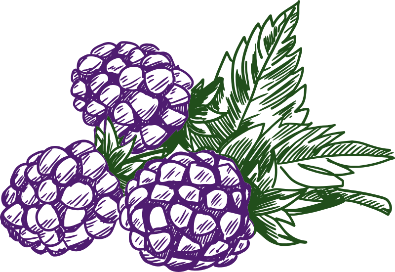 Medium Image - Berries Clipart Black And White (800x550)